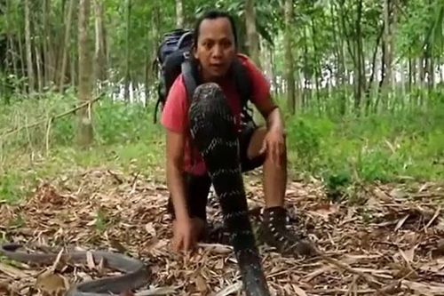 CLIP: Bị người đàn ông tiếp cận, rắn hổ mang chúa 'khủng' điên cuồng cắn trả và cái kết