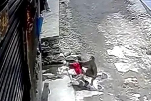CLIP: Khỉ hoang táo tợn vào làng 'bắt cóc' bé gái 3 tuổi đi, người hàng xóm liều mình giải cứu kịp thời