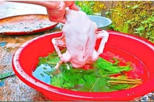Mẹo vặt sạch lông vịt siêu tốc nhờ thứ lá bỏ đi này