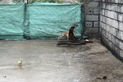 CLIP: Mò vào chuồng săn gà con, rắn bị gà mẹ đánh cho tả tơi