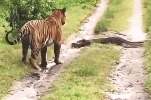 CLIP: Đang đi đường đụng độ trăn, hổ dữ làm ra hành động khiến người xem 'sốc'