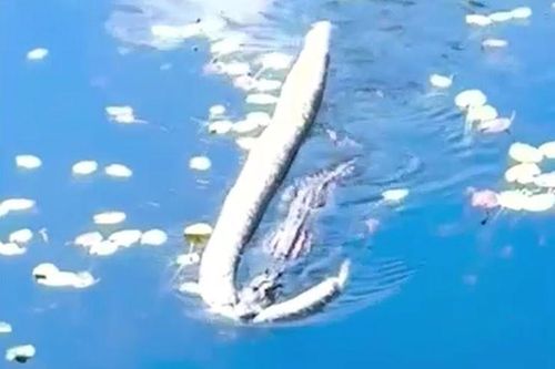 CLIP: Cá sấu săn hạ trăn Miến Điện rồi lôi con mồi đi giữa sông