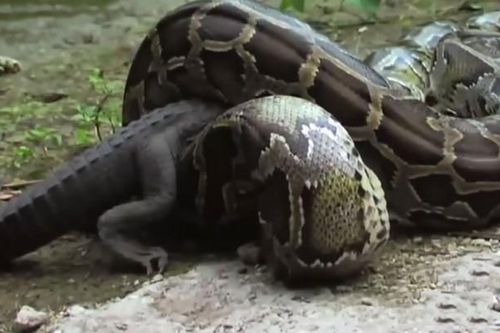 CLIP: Cuộc đối đầu nghẹt thở giữa trăn khổng lồ và cá sấu, cái kết đầy bất ngờ