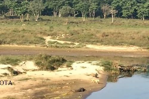 CLIP: Chó liều mình bơi qua sông, kết cục bi thảm trước hàm cá sấu