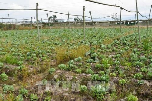 Cung vượt cầu, nông dân Lâm Đồng bỏ vườn không thu hoạch nông sản