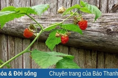 Về quê tìm quả mâm xôi