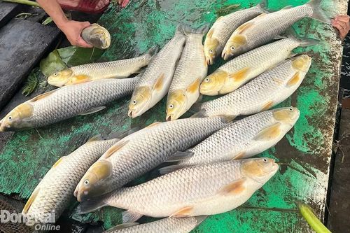 Khoảng 6 tấn cá bè nuôi trên sông Đồng Nai chết hàng loạt