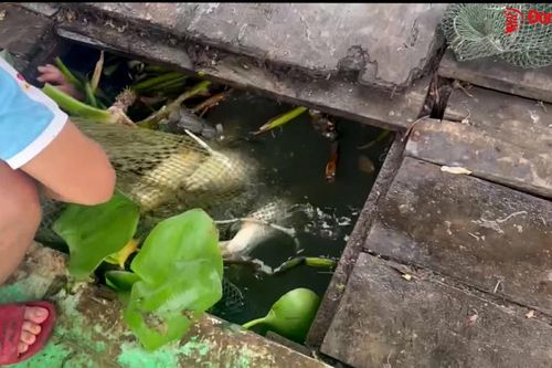 Hàng tấn cá bè chết bất thường trên sông Đồng Nai
