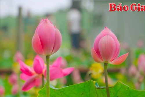 Rực rỡ mùa sen trên hồ Ia Băng
