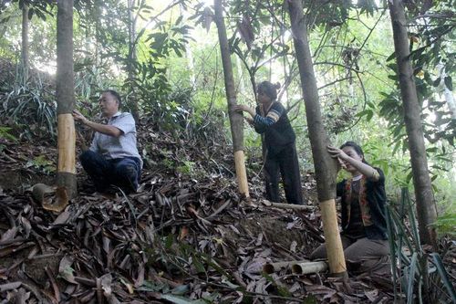 Cây quế giúp bà con Pha Mu nâng cao thu nhập