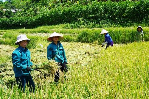 Nậm Nhùn được mùa lúa Đông Xuân
