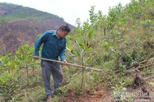 Trồng rừng thay thế ở Lạng Sơn : Vướng mắc từ thủ tục đến quỹ đất.