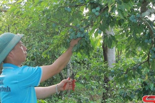 Làm giàu từ trồng cà phê kết hợp cây ăn quả
