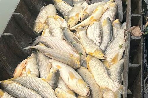 Cá bè chết bất thường trên sông Đồng Nai