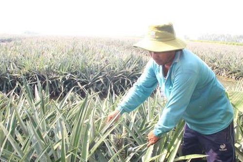 Ứng dụng khoa học công nghệ đưa cây khóm Long An thành nông sản tiền tỷ