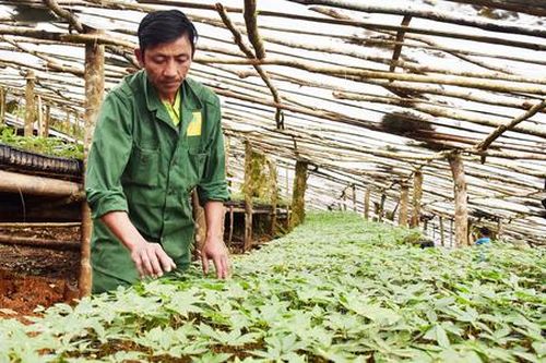 Chuyển mình từ những khu vườn hữu cơ ở vùng cao Kon Tum