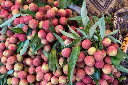 Vải u trứng trắng Hải Dương giá tiền trăm gây 'sốt' thị trường trái cây Việt