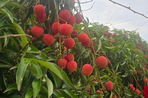 Hải Dương tổ chức Lễ mở vườn vải chín và Hội nghị xúc tiến tiêu thụ vải năm 2025