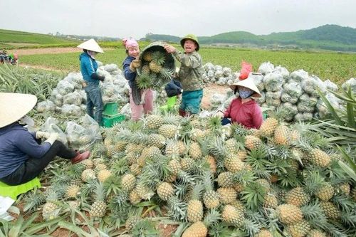 Đẩy mạnh liên kết trong sản xuất nông nghiệp