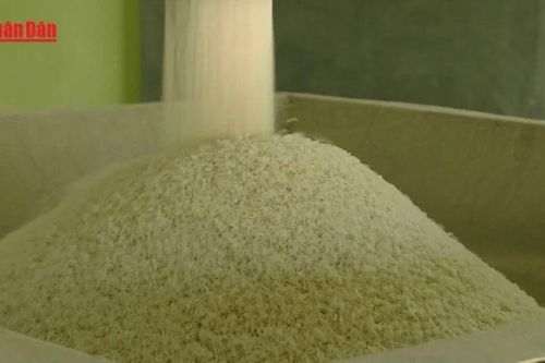 VCCI đề xuất bỏ một số quy định về kinh doanh xuất khẩu gạo