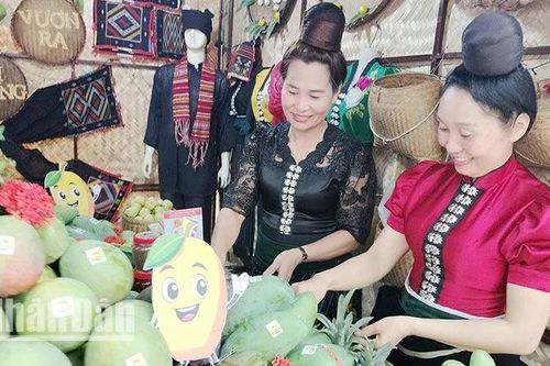 Sơn La: 5 loại cây được công nhận cây di sản tại Ngày hội xoài Yên Châu