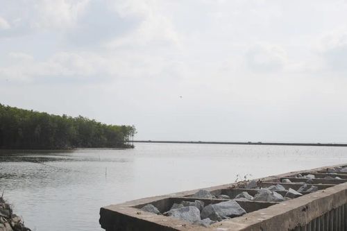 Cà Mau đầu tư hơn 230 tỷ đồng làm kè và phục hồi rừng ven biển