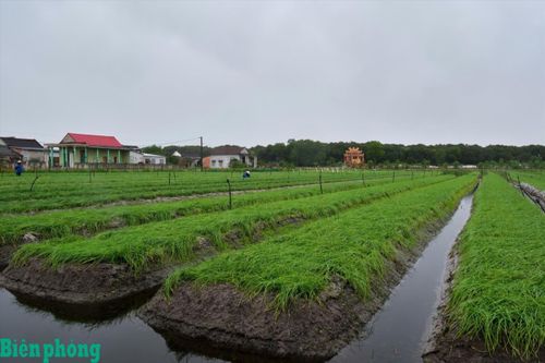 Hải Lăng hồi sinh và phát triển