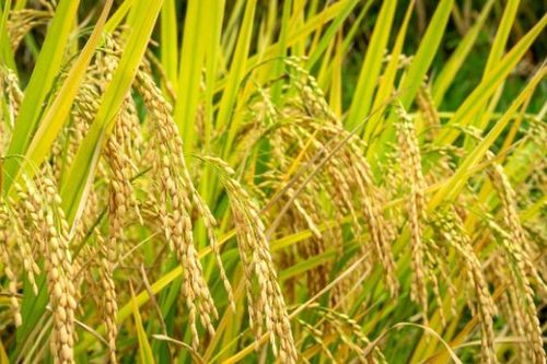 Giá lúa gạo 30/5: Vì sao giá gạo xuất khẩu giảm và VCCI kiến nghị gì?