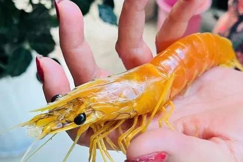 Nông dân ở Cà Mau phát hiện con tôm sú vàng độc lạ