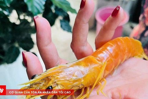 Độc lạ con tôm sú màu vàng tại Cà Mau