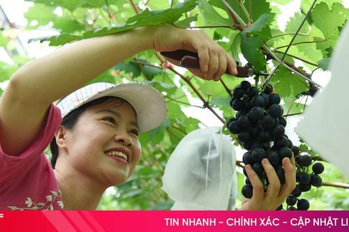 Mát mắt vườn nho Hạ Đen trĩu quả ở 'Nông trại ông Bình'