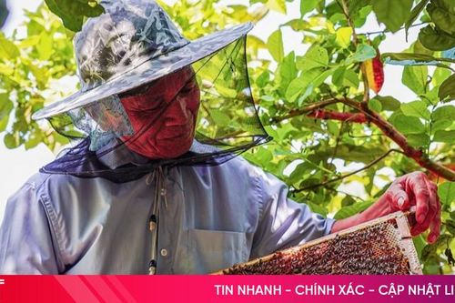 Mùa mật ngọt nơi miền sơn cước