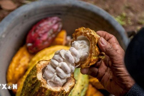 Giá cacao giảm về mức thấp nhất trong hơn hai tuần qua