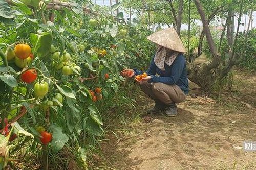 Hải Phòng: Bà con trồng cà chua điêu đứng vì giá rớt 'chưa từng thấy'