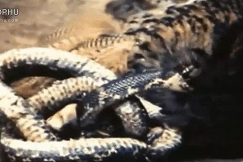 CLIP: Cú mèo bị rắn chuột Nga phản kháng dữ dội, suýt mất mạng khi săn mồi