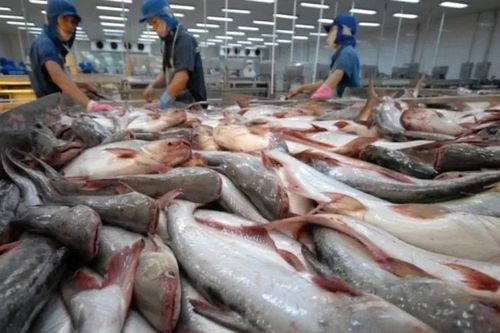 Cá tra và bài toán chinh phục thị trường nội địa