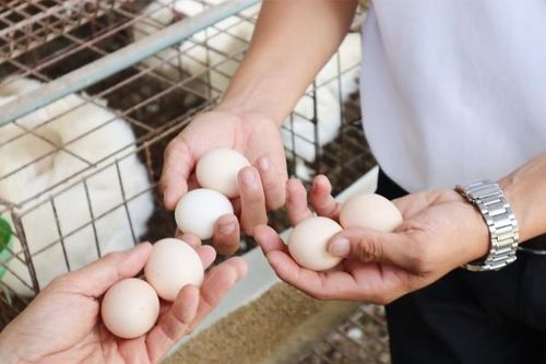 Hai hợp tác xã được sử dụng địa danh để đăng ký nhãn hiệu tập thể