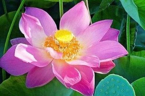 Những mùa sen