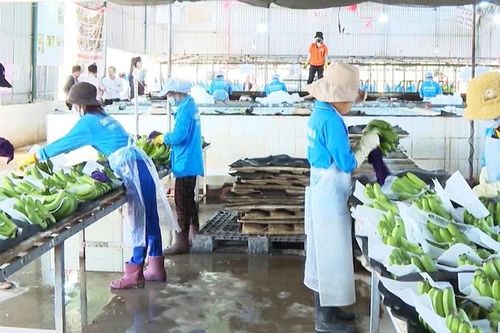 Doanh nghiệp xuất khẩu nông sản tích cực tìm kiếm thị trường mới