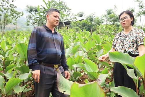 Bát Xát: Diện tích cây dong riềng tăng 2,5 lần so với năm 2024