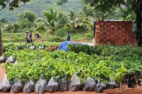 Đam Rông hỗ trợ giống cây ca cao giúp nông dân nâng cao thu nhập