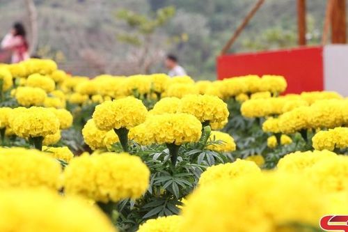 Giai điệu mùa hạ