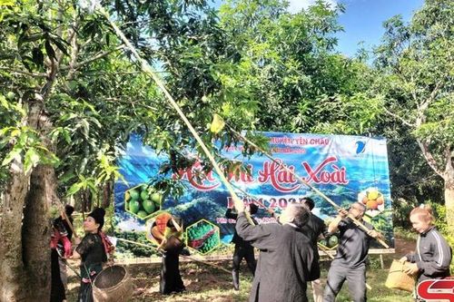 Sôi nổi phần thi hái xoài tại Ngày hội xoài Yên Châu năm 2025