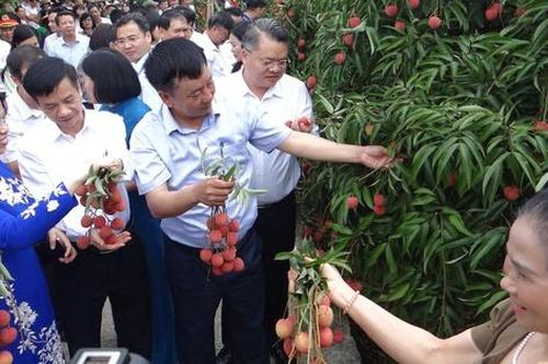 Hải Dương: Mở đầu một vụ vải thắng lợi