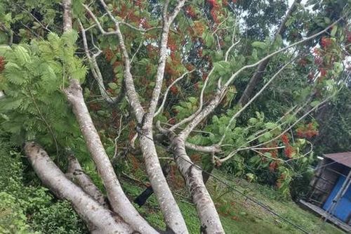 Trà Vinh: Đi xe máy vướng vào đường dây điện, 2 thanh niên bị giật tử vong