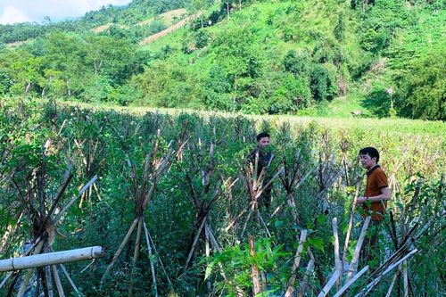 Đồng bào dân tộc thiểu số ở Na Rì làm giàu từ những loài cây quen thuộc bằng tư duy mới