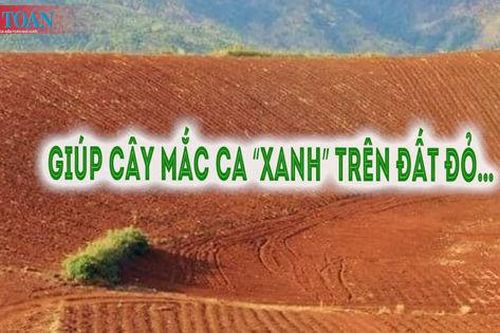 Giúp cây mắc ca 'xanh' trên đất đỏ…