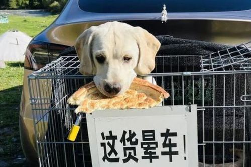 Chó cưng bị say xe, người chủ chế lồng đặc biệt đưa đi 'phượt' khắp Trung Quốc gây bão MXH