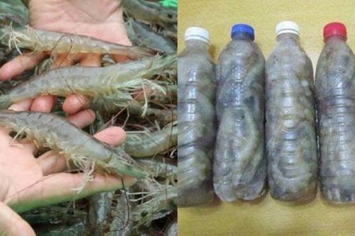 Muốn có tôm ăn quanh năm không lo nhạt thịt hay có mùi thì hãy làm theo cách sau