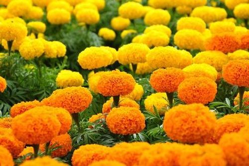 8 loại cây có tác dụng xua đuổi muỗi hiệu quả